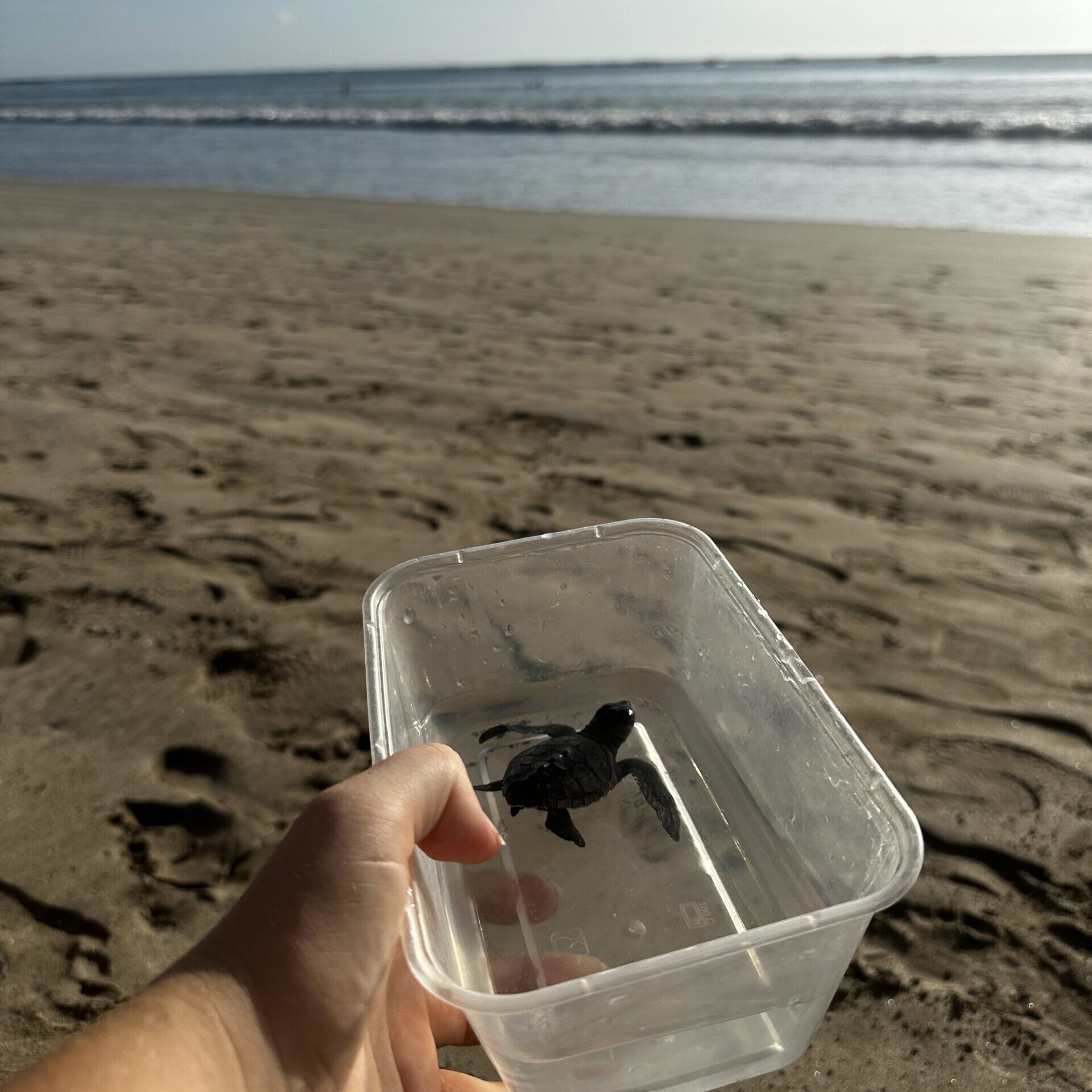 Relive the magic of our Bali adventure with this touching photo of Hailey and Jayden participating in a turtle release in Seminyak. This special moment captures their joy and compassion as they helped return these beautiful creatures to the ocean. It’s a heartfelt reminder of our commitment to nature and the unforgettable experiences we create as a family, celebrating the beauty of wildlife and the importance of conservation during our travels.