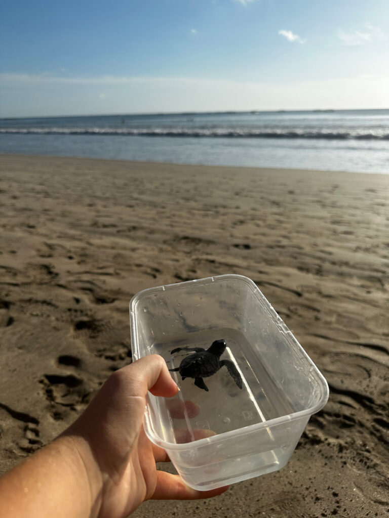 Relive the magic of our Bali adventure with this touching photo of Hailey and Jayden participating in a turtle release in Seminyak. This special moment captures their joy and compassion as they helped return these beautiful creatures to the ocean. It’s a heartfelt reminder of our commitment to nature and the unforgettable experiences we create as a family, celebrating the beauty of wildlife and the importance of conservation during our travels.